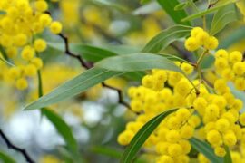 LA BRANCHE D’ACACIA EN FRANC-MAÇONNERIE